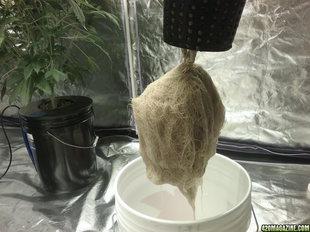 Roots Day 54 JK2