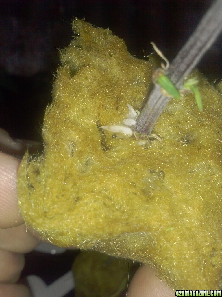 roots growing on bubba kush