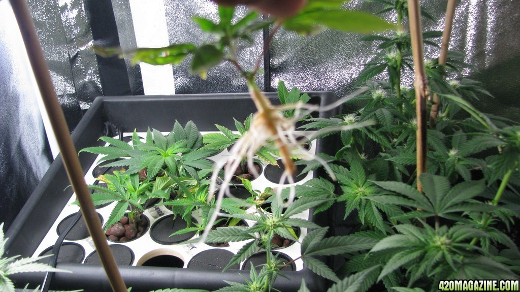 Roots on Afghan