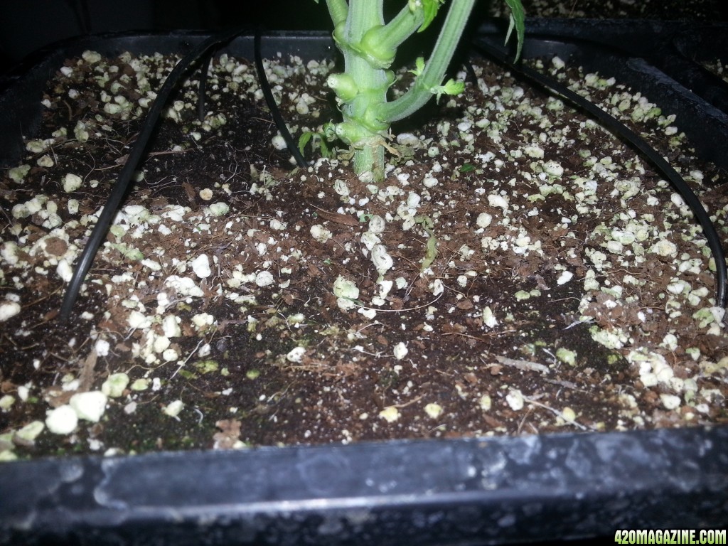 Roots on the top of the pot