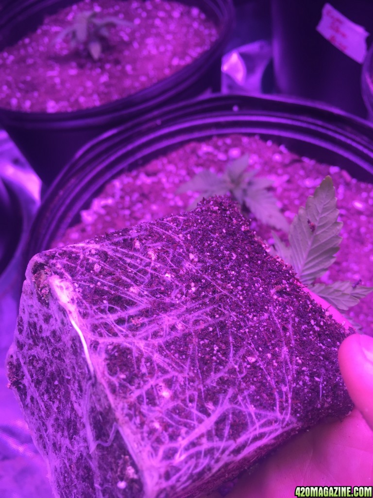 Roots on transplant