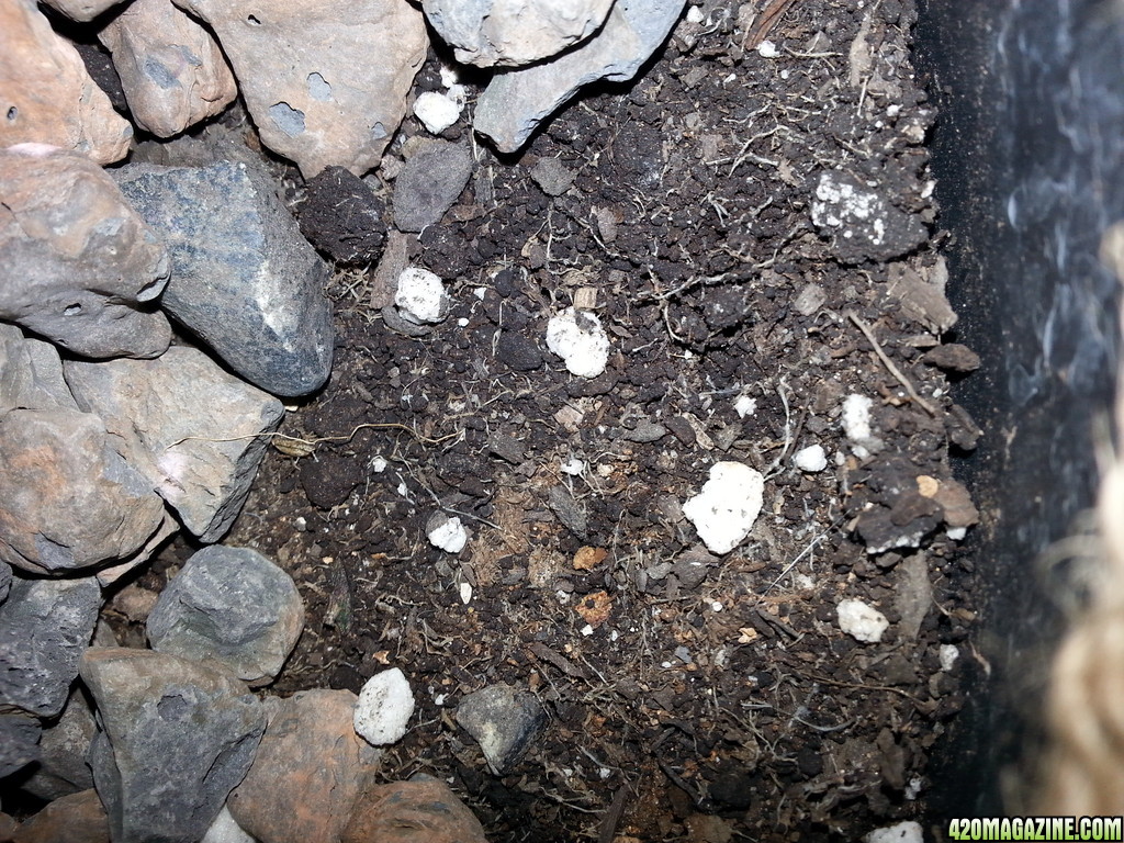 roots soil pots