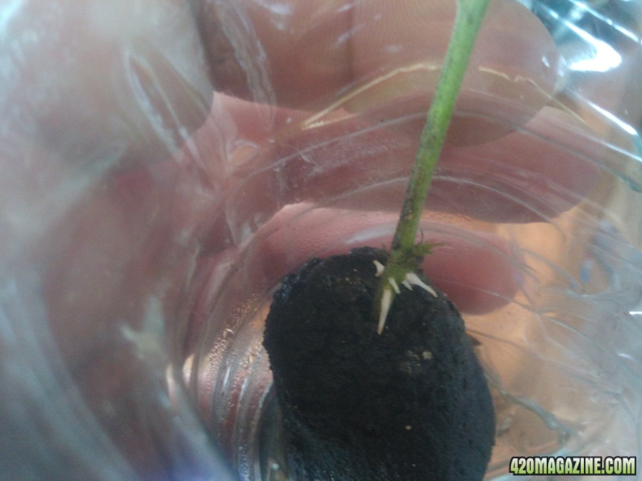 Roots starting to form