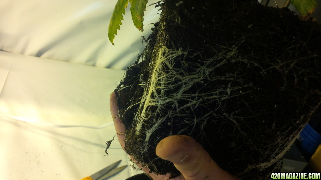 roots transplant