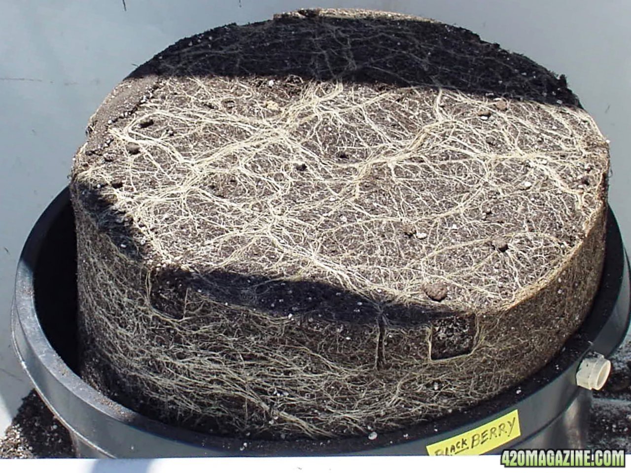 roots_10g_5.jpg