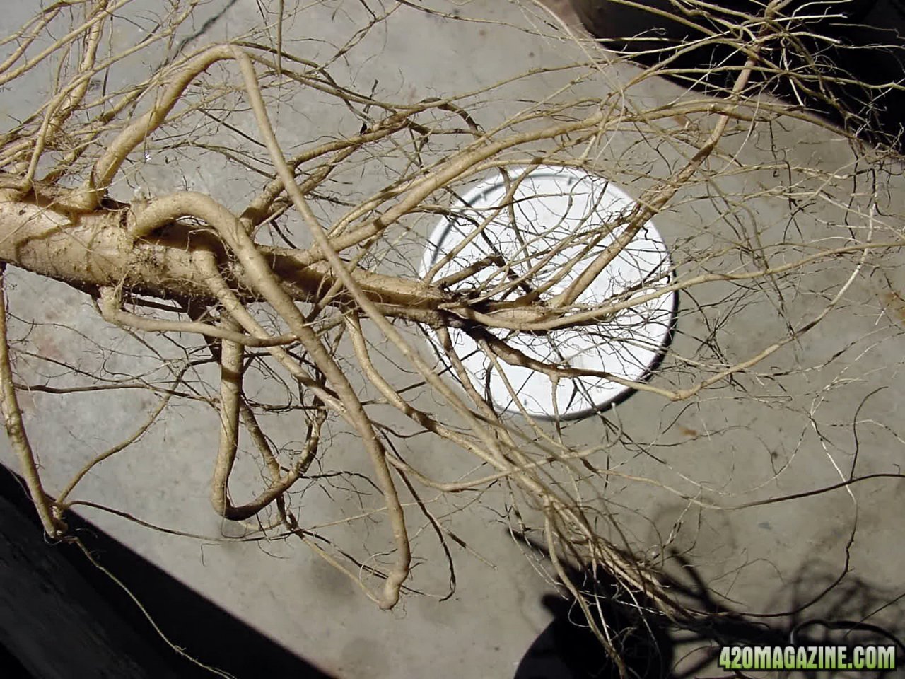 roots_10g_out_12.jpg