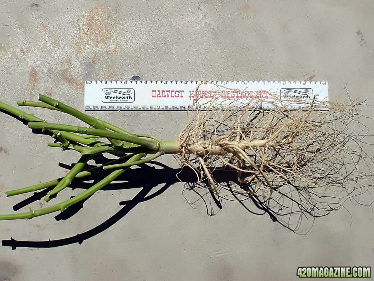 roots_10g_out_24.jpg