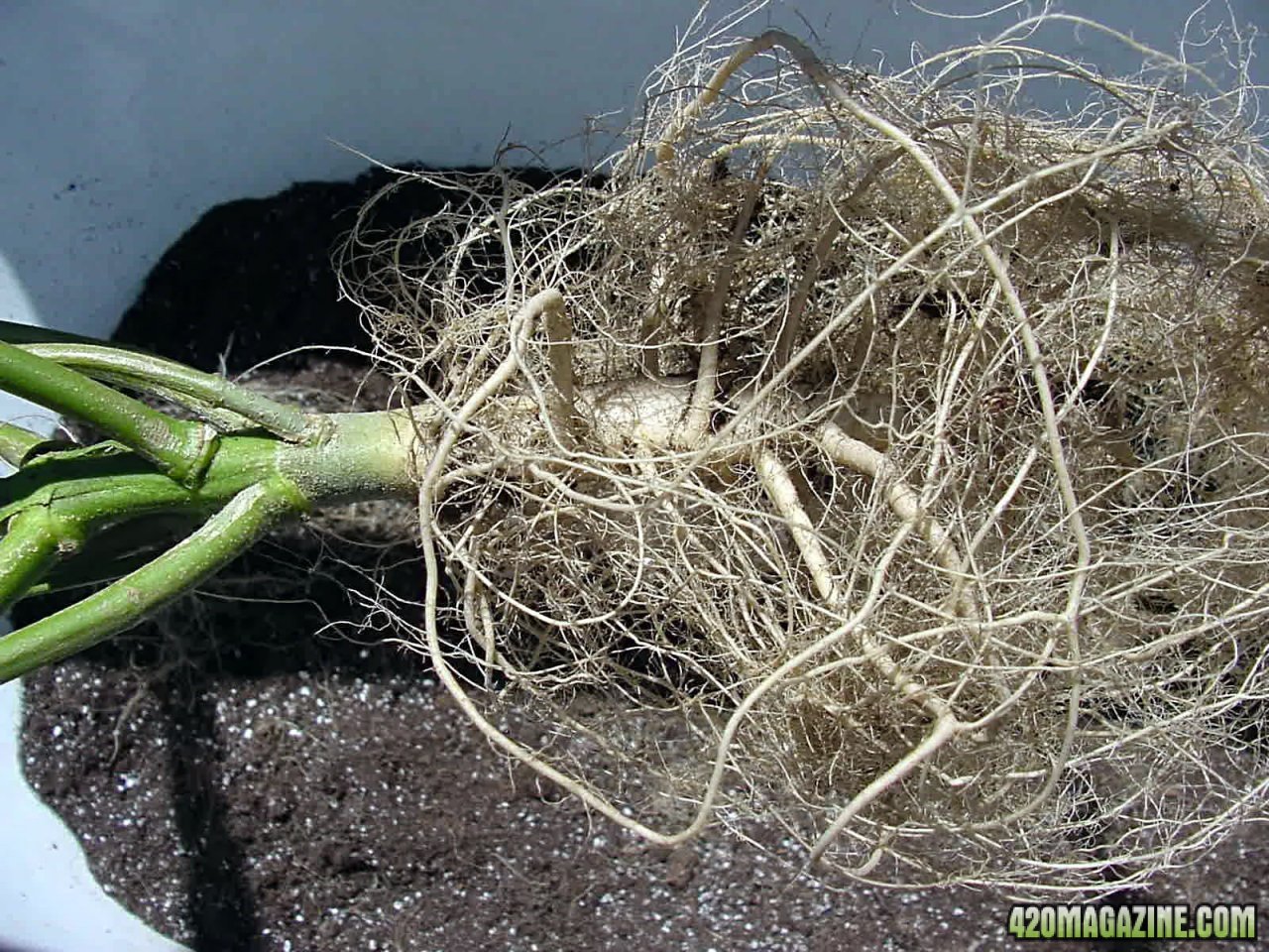 roots_10g_out_4.jpg