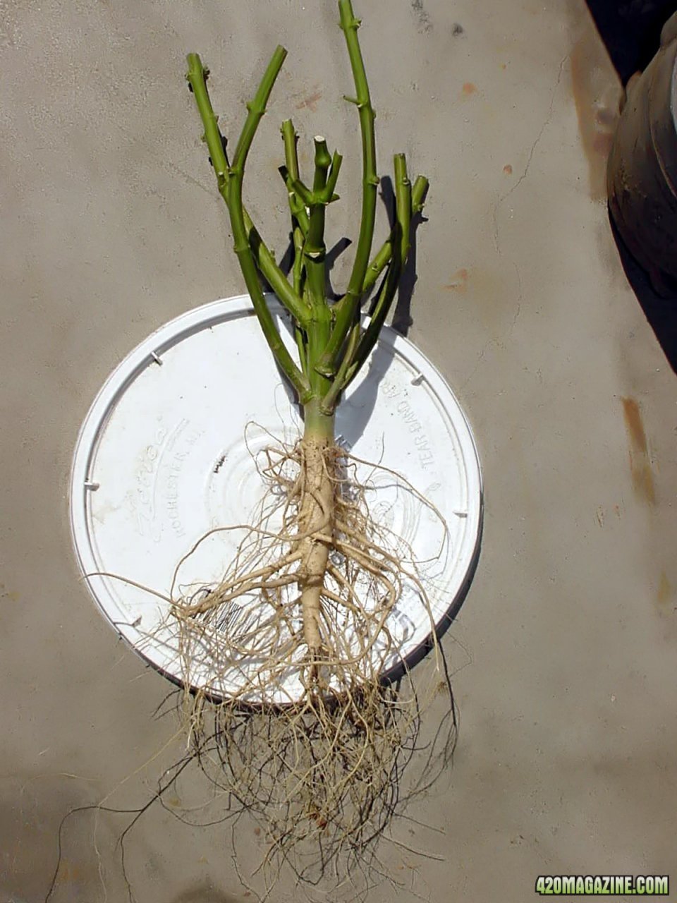 roots_10g_out_8.jpg