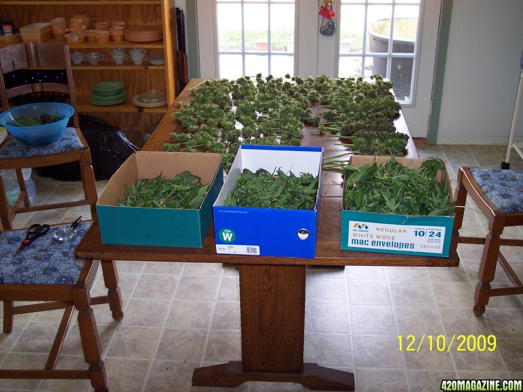 Roseman's 2009 Harvest