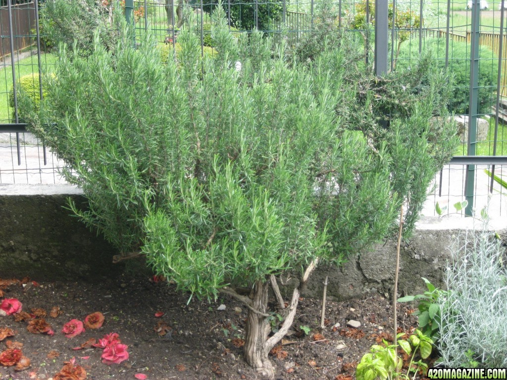 Rosemary bush