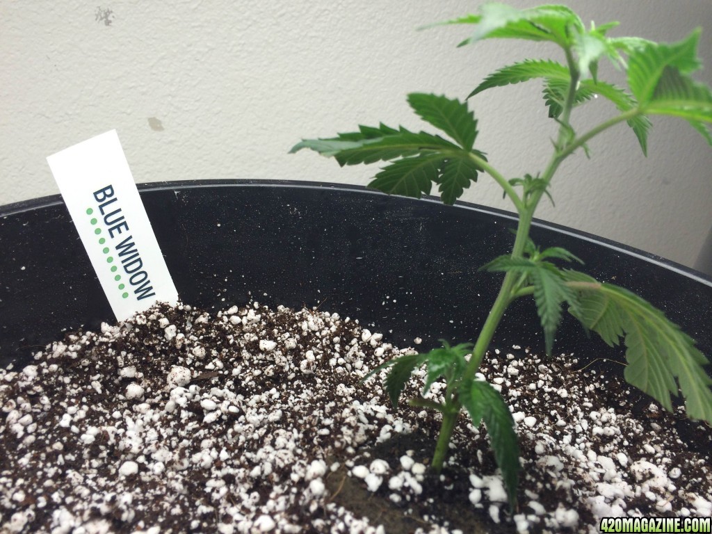 Round One - Blue Widow in her new home 2