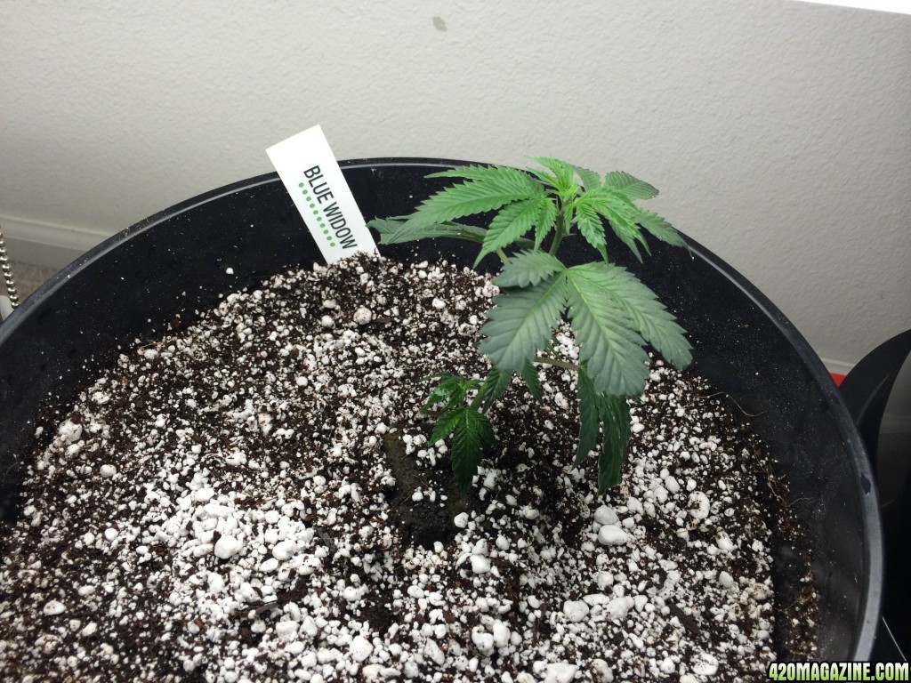 Round One - Blue Widow in her new home