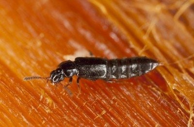 rove-beetle-400x262.jpg