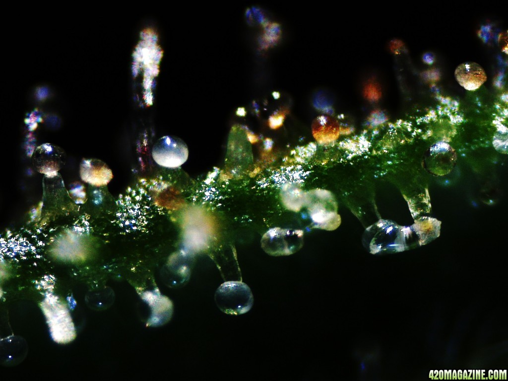 Royal Cheese Trichomes