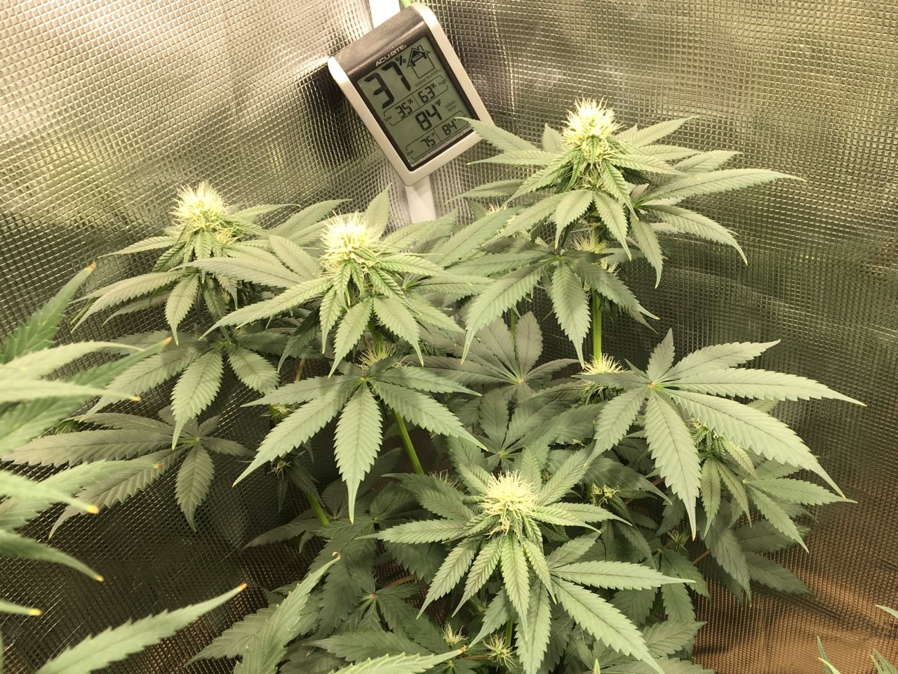 Royal Cookies (Day 43, flip + 20)