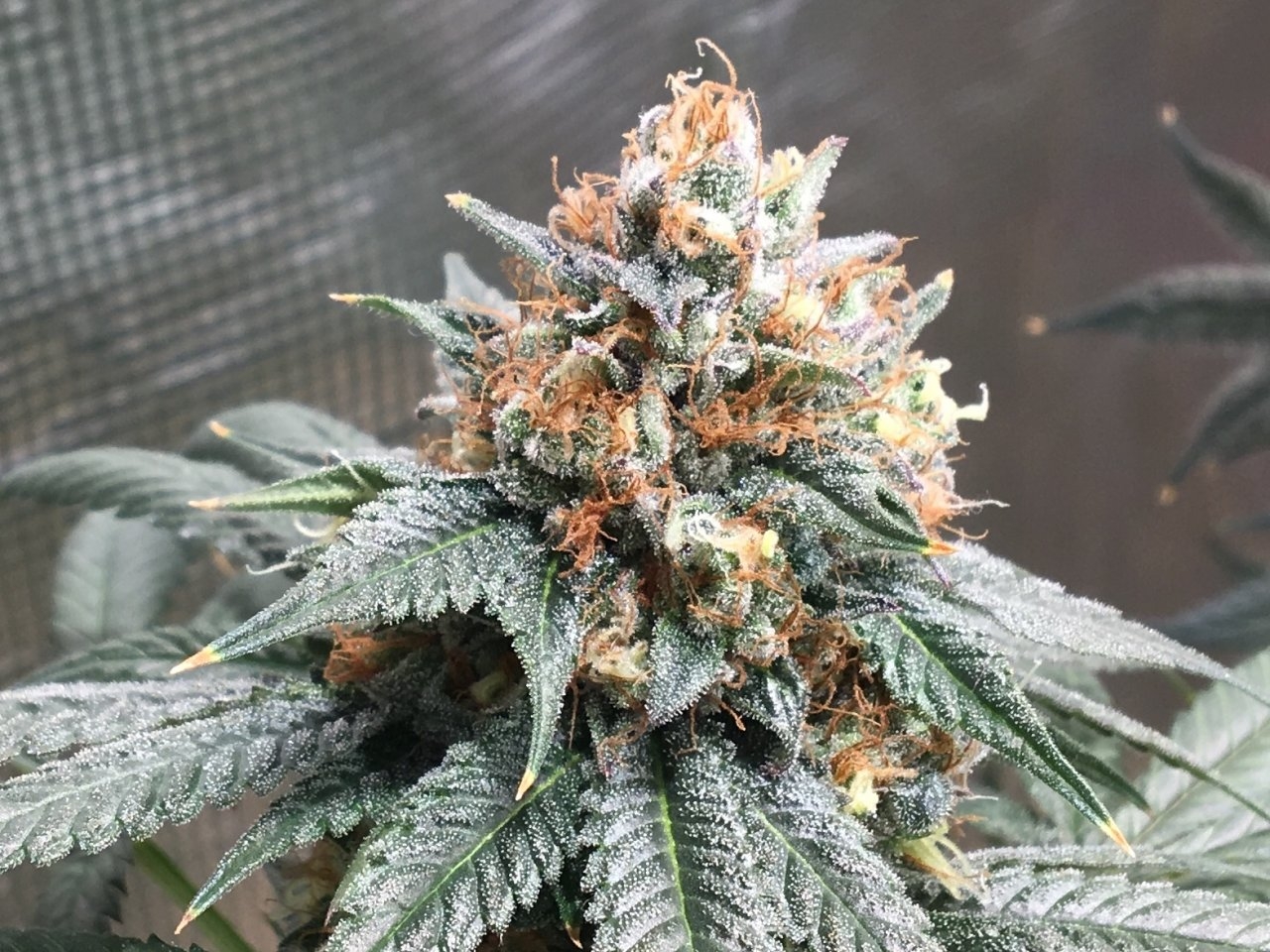 Royal Cookies (Day 71, flip +48)