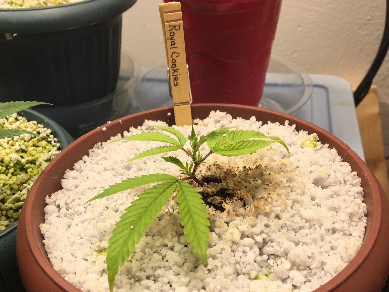 Royal Cookies (Day 8)