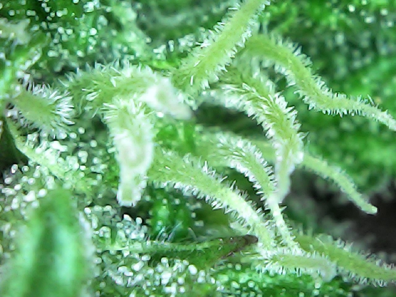 Royal Cream trichomes 3.png