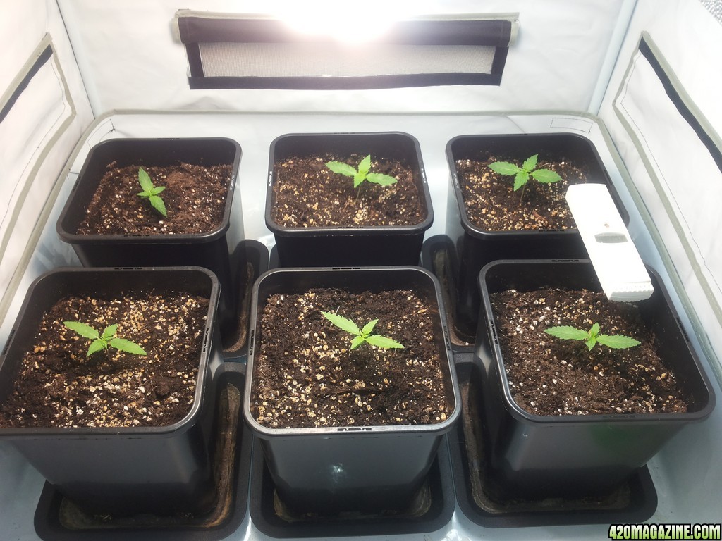 Royal Creamatic AK-47 auto grow day 11