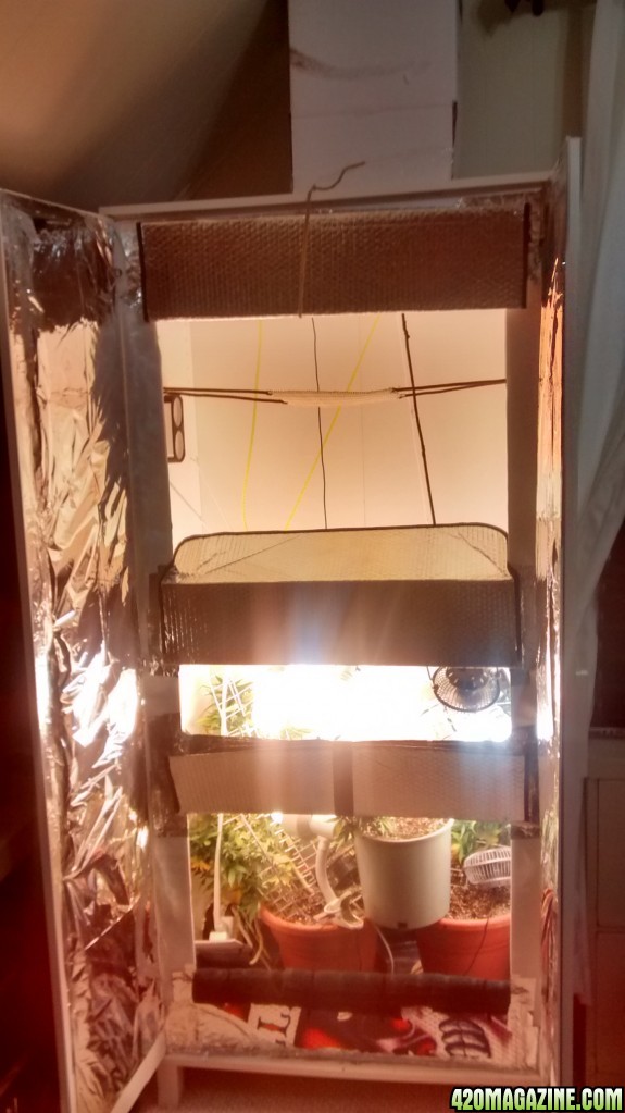 Royal Dwarf - 07-04-2015 - Closet Grow