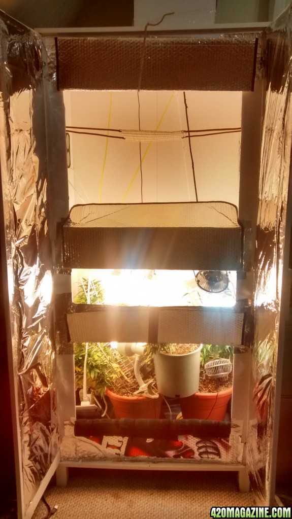 Royal Dwarf - 07-04-2015 - Closet Grow