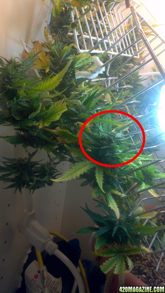 Royal Dwarf - 07-10-2015 - Lower to mid Bud Sight