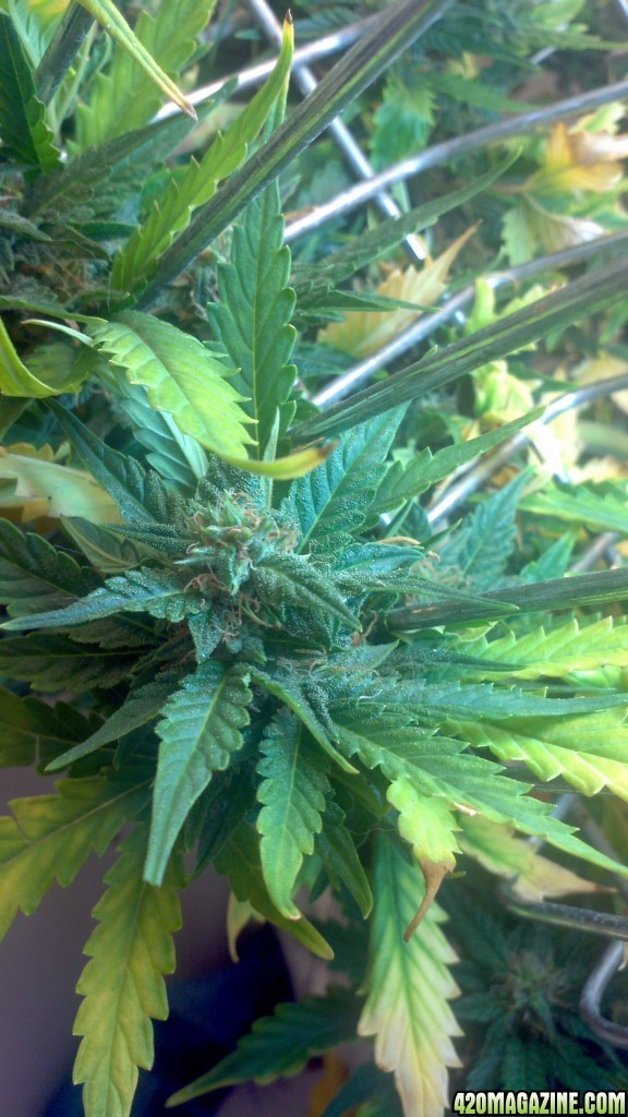 Royal Dwarf - 07-10-2015 - Lower to mid Bud Sight