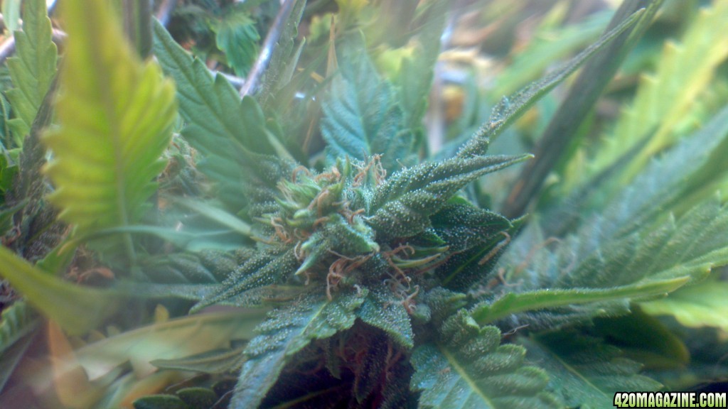 Royal Dwarf - 07-10-2015 - Lower to mid Bud Sight