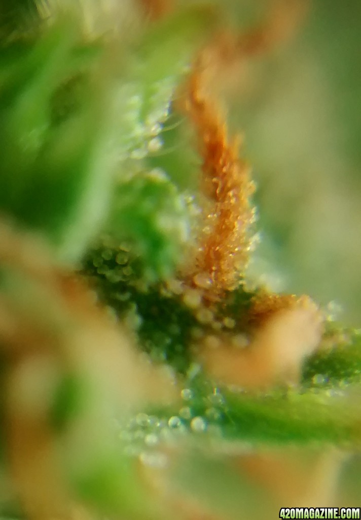 Royal Dwarf - 07-10-2015 - Lower to mid Bud Sight