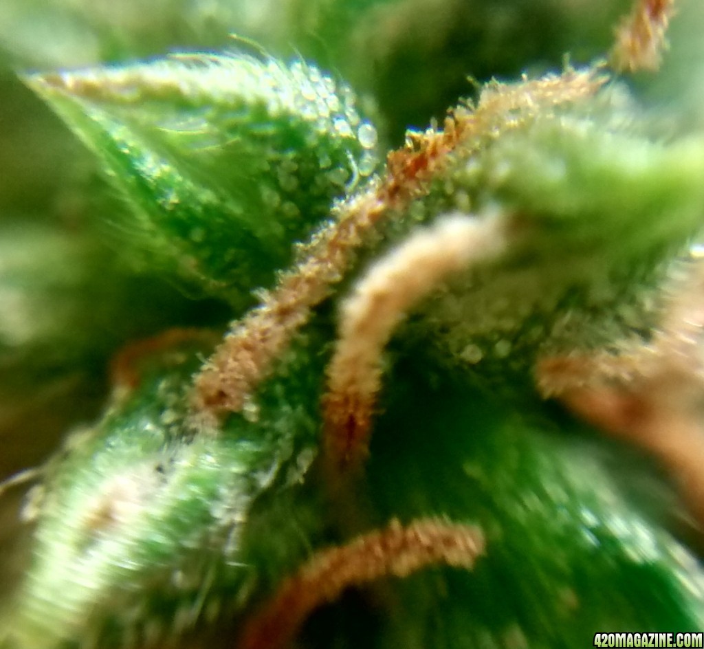 Royal Dwarf - 07-10-2015 - Lower to mid Bud Sight