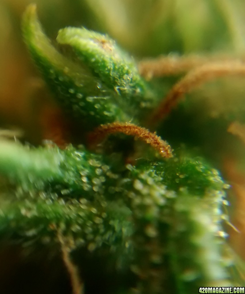 Royal Dwarf - 07-10-2015 - Lower to mid Bud Sight