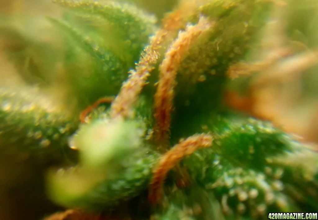 Royal Dwarf - 07-10-2015 - Lower to mid Bud Sight