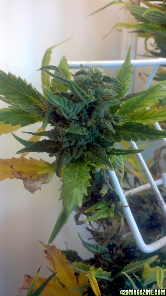 Royal Dwarf - 07-10-2015 - Mid Bud Sight