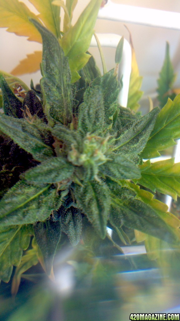 Royal Dwarf - 07-10-2015 - Mid Bud Sight