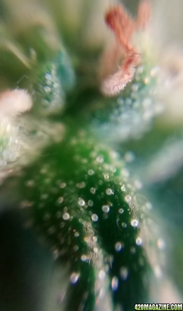 Royal Dwarf - 07-10-2015 - Mid Bud Sight