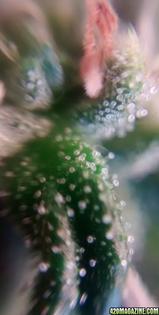 Royal Dwarf - 07-10-2015 - Mid Bud Sight