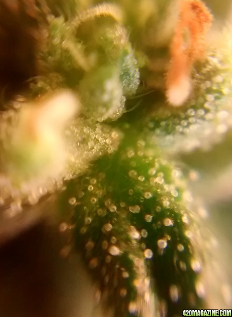 Royal Dwarf - 07-10-2015 - Mid Bud Sight