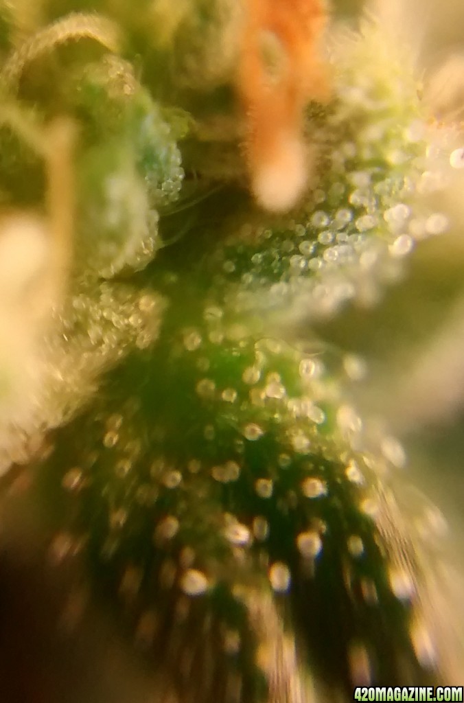 Royal Dwarf - 07-10-2015 - Mid Bud Sight