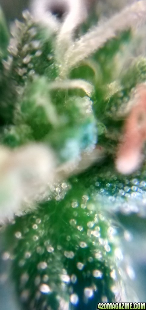 Royal Dwarf - 07-10-2015 - Mid Bud Sight