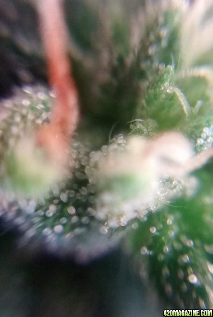 Royal Dwarf - 07-10-2015 - Mid Bud Sight