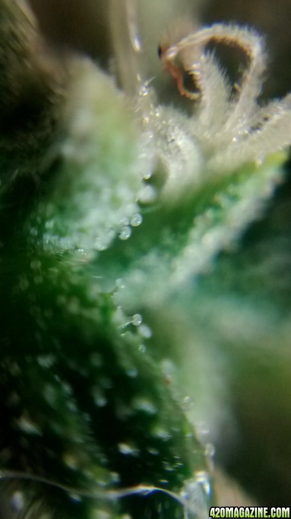 Royal Dwarf - 07-10-2015 - Mid Bud Sight