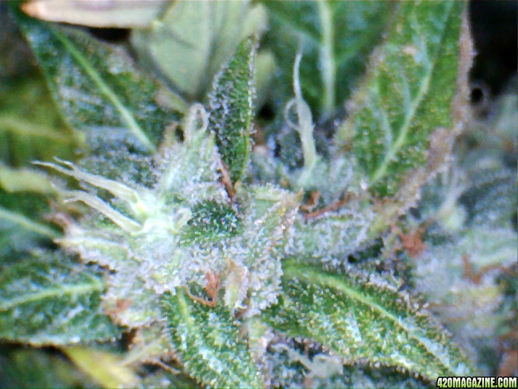 Royal Dwarf - 07-21-2015 Harvest Day