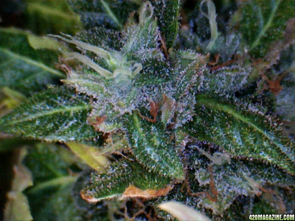 Royal Dwarf - 07-21-2015 Harvest Day