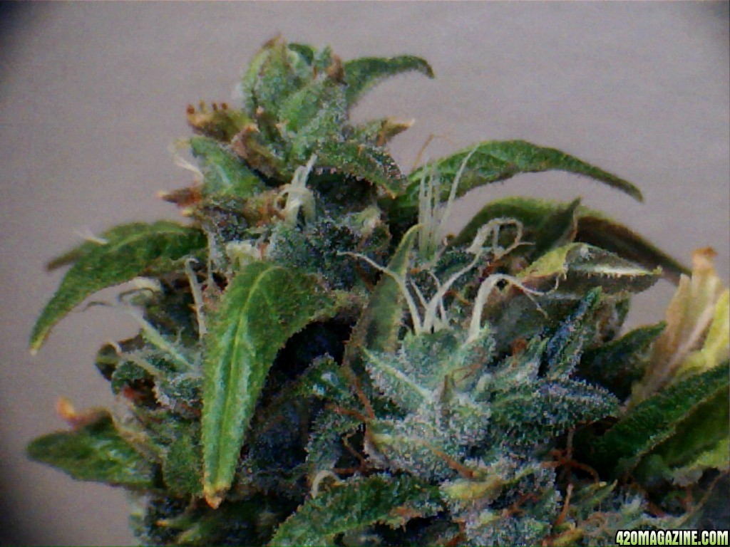 Royal Dwarf - 07-21-2015 Harvest Day