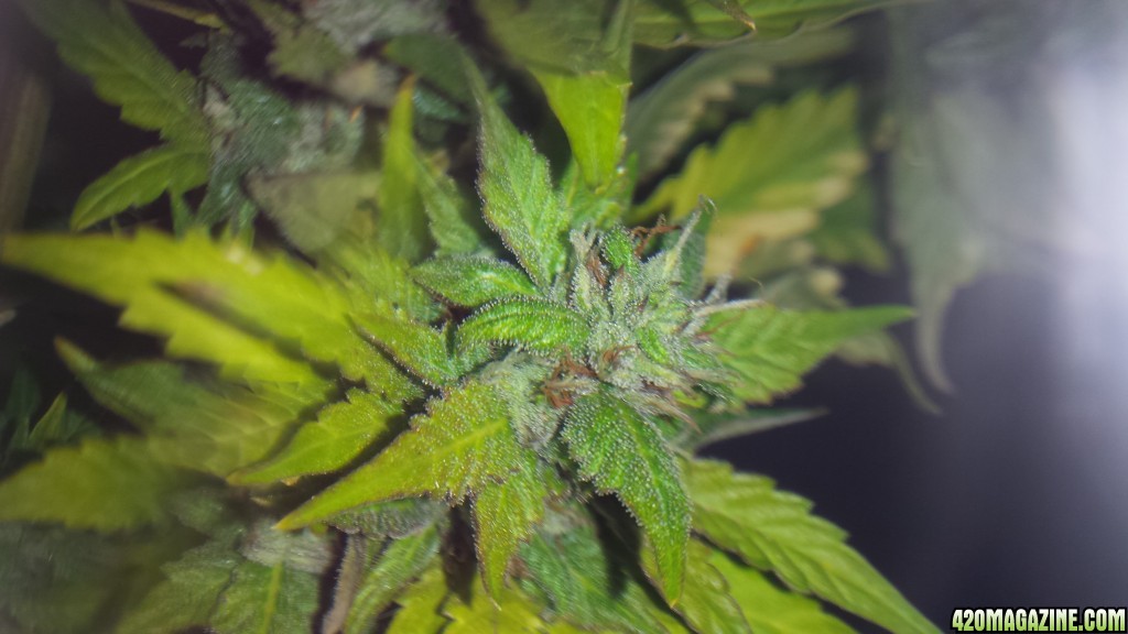 Royal Dwarf - 07-21-2015 Harvest Day