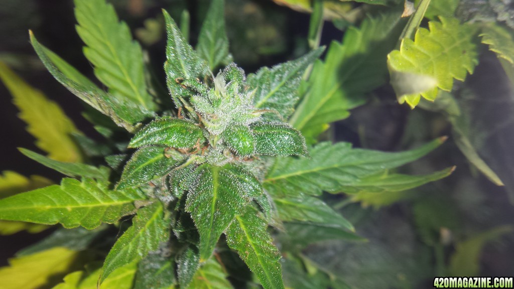 Royal Dwarf - 07-21-2015 Harvest Day