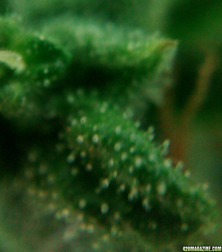 Royal Dwarf - 07-21-2015 Harvest Day