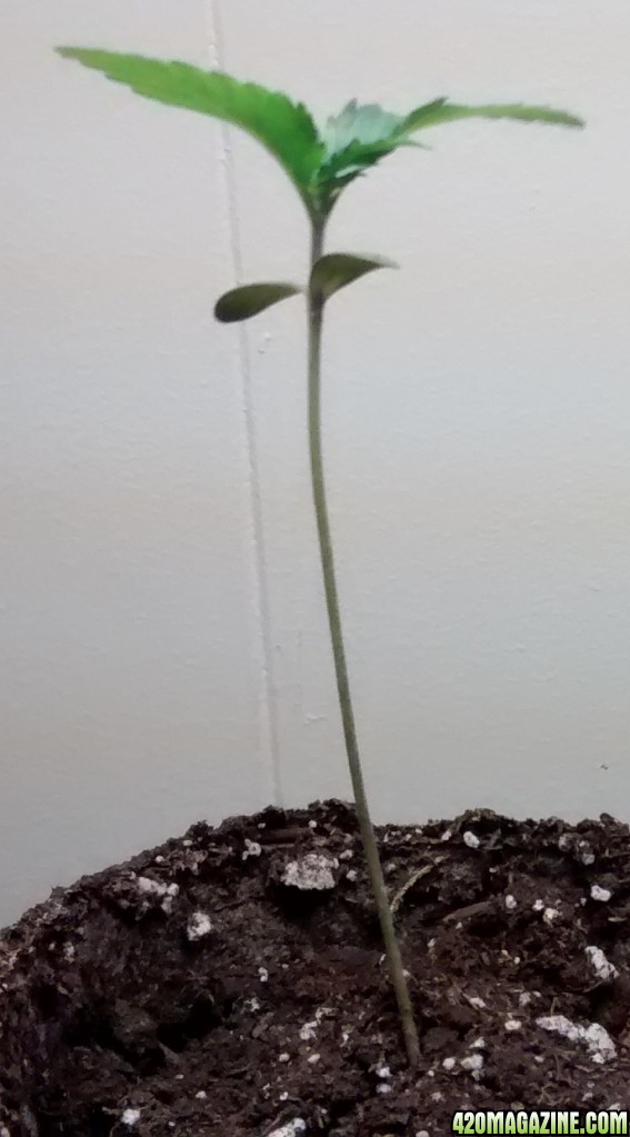 royal dwarf grow 2015