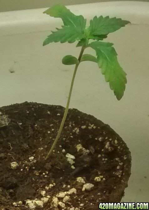 royal dwarf grow 2015